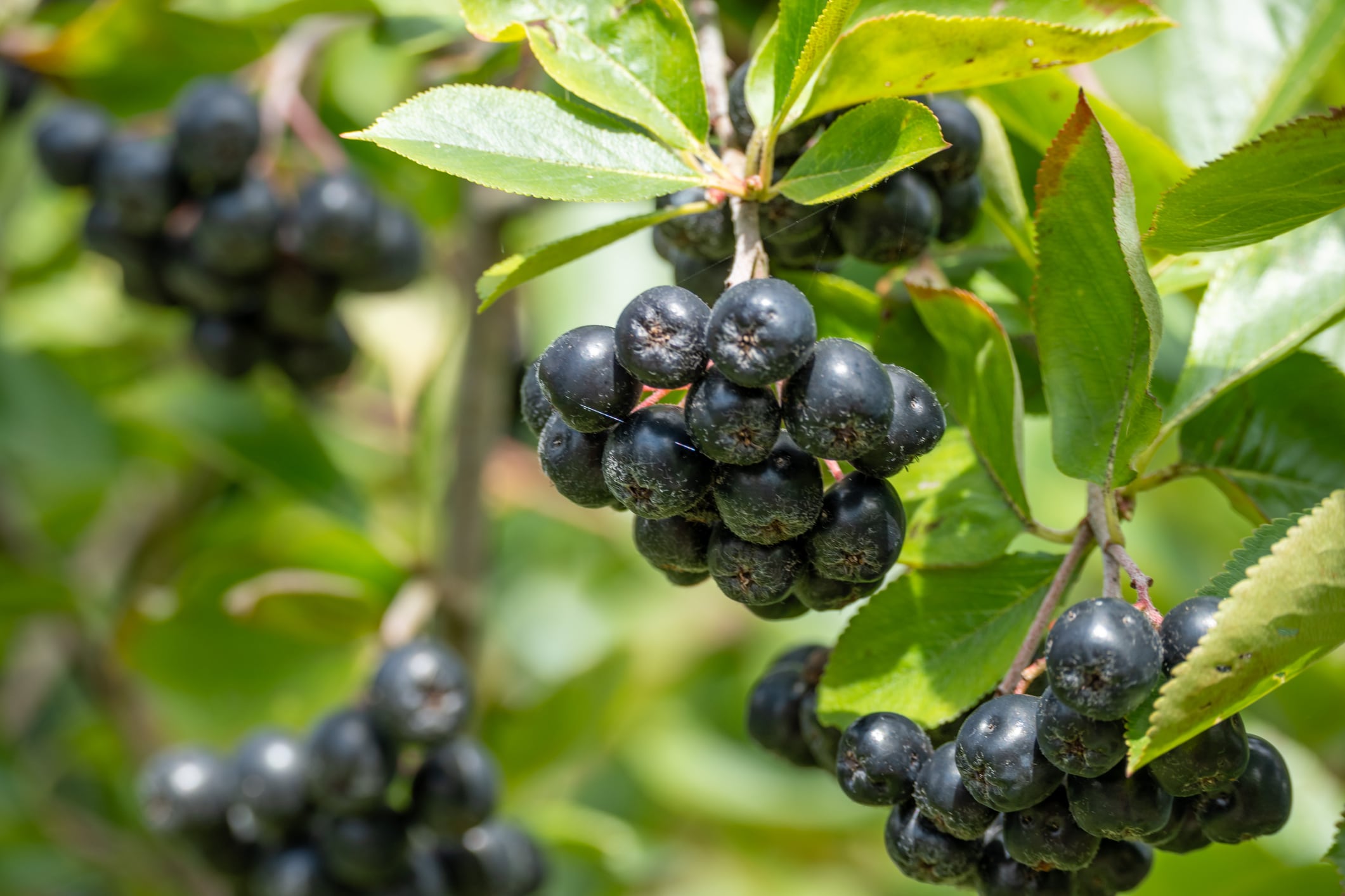 Greenvit announces U.S. launch of polyphenol-rich aronia extract  