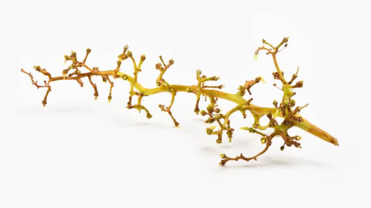 Wine by-product skin benefits helped by fermentation