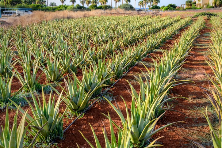 BAPP document lays out common adulterants, best test methods for aloe