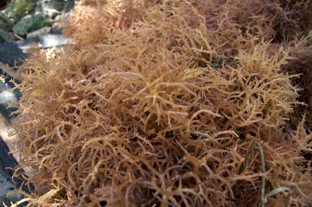 Danish researchers extract protein from seaweed: 'We have proven the principle' 