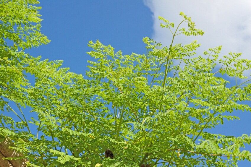 Moringa.jpg