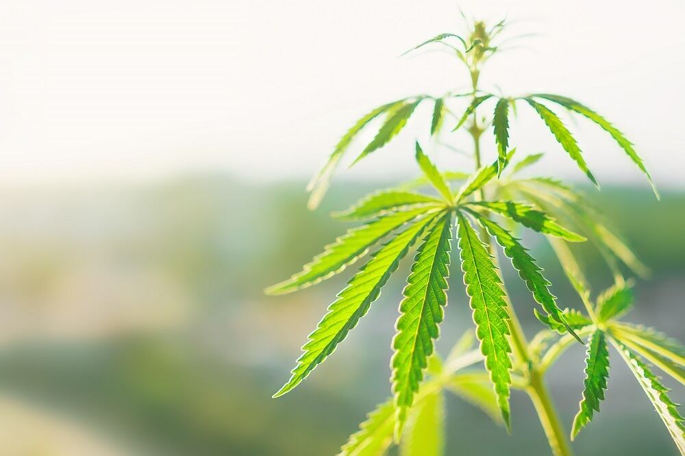 FDA-sends-warning-letter-to-CBD-firm-over-coronavirus-claims.jpg