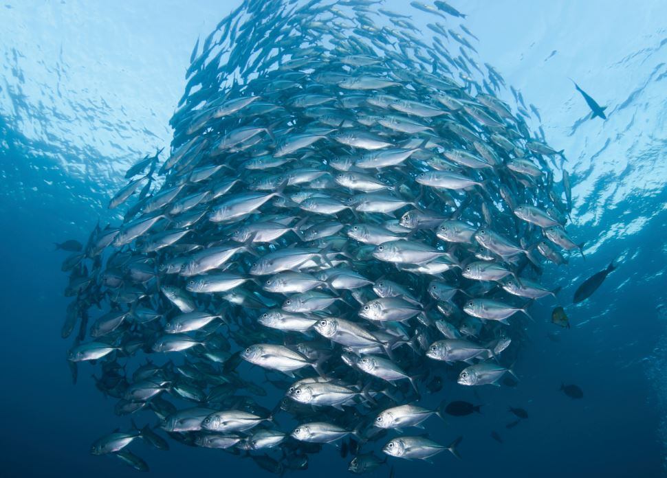 fish-farming-omega3.jpg