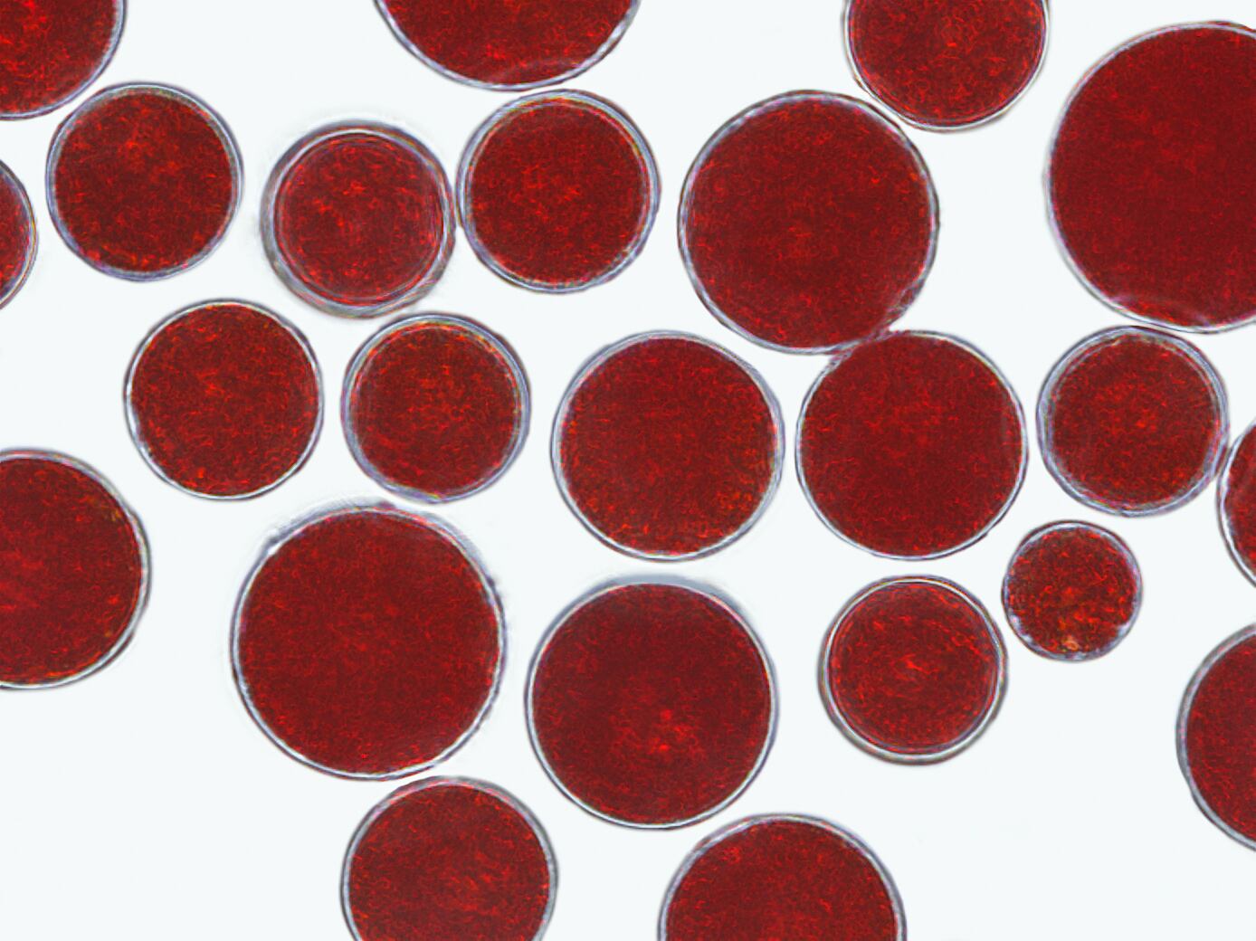 Red-algae-final_.jpg