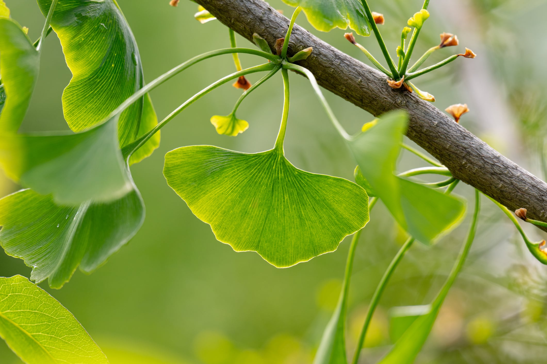 Close-up of a green ginkgo biloba leaf