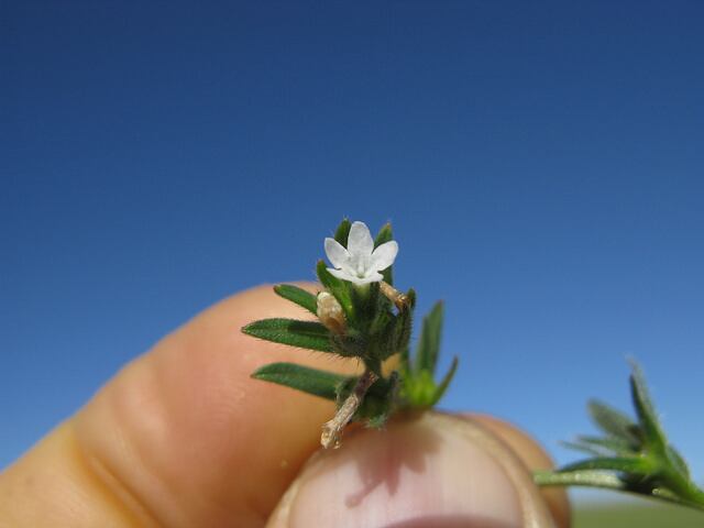 Buglossoides-arvensis-Harry-Rose.jpg