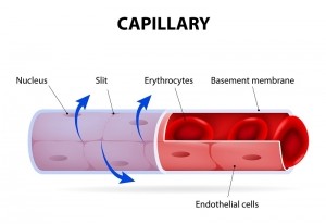 blood capillary endothelial diabetes circulation iStock.com ttsz