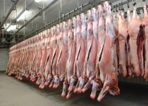 slaughterhouse meat animal protein iStock.com frotog