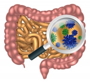 gut microbiota probiotics prebiotics digestive iStock ChrisGorgio