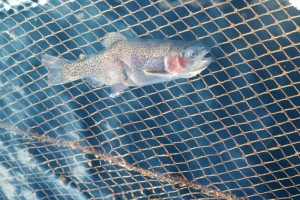 Salmon-farmed-fish
