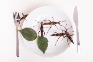 insects protein alternative diet