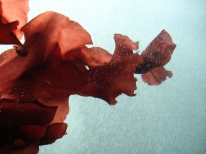 Red seaweed credit flickr - Merelymel13