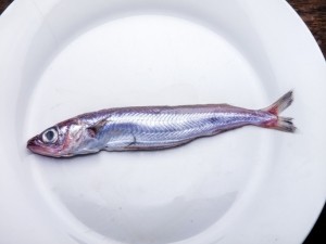 blue whiting fish omega 3 protein calcium iStock Algefoto
