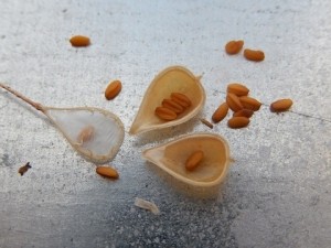 Camelina seed resized