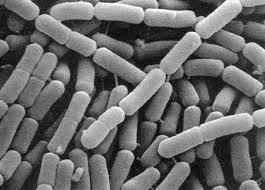 Lactobacillus casei-probiotic-free