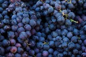 grapes iStock.com pisagor