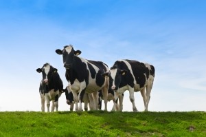 Cows_istock_free