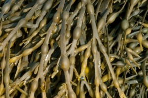 egg wrack Ascophylum nodosum seaweed brown marine iStock.com TimAwe
