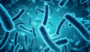Probiotics bacteria © Getty Images ClaudioVentrella