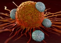 T-cells attacking cancer cell  royaltystockphoto