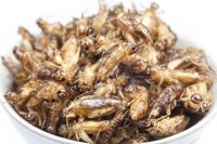 fried crickets bugs insects iStock.com peterkai