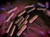 bacteria probiotic gut digestive