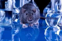 animal testing research rat science iStock.com FikMik