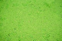 duckweed Droits d'auteur RatreeFuang
