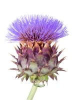 Cardoon © Goldfinch4ever  Getty Images