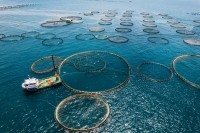 fish farm GettyImages-Dudits