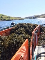 PureSea-Seaweed-in-harvester-2