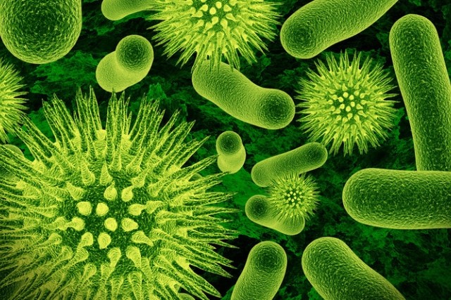 Gut bacteria linked to autism