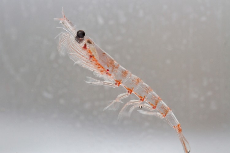 Superior bioavailability? Study backs krill oil over fish oil but not because of phospholipids