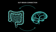 Research on the gut-brain axis has increased in recent years. © Getty Images 