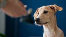 Attorneys on animal supplements: What’s in a good claim? 