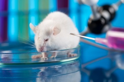Formula fat distribution affects baby fat distribution: Rat study