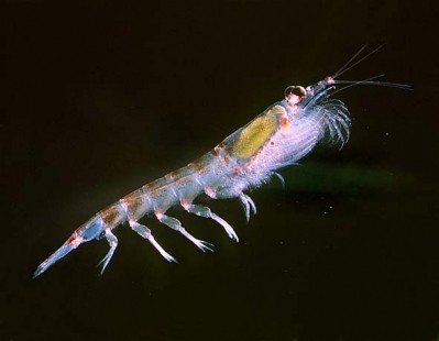 Asian krill boom drives krill joint venture