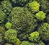 Broccoli extract can ‘target’ cancer cells: Study