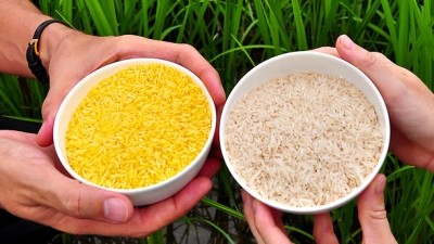 Photo Credit: Allow Golden Rice Now