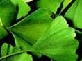 Gingko biloba does not improve cognition in MS patients