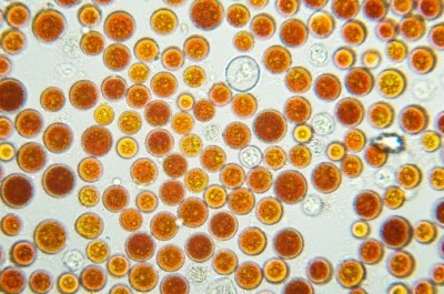 Natural astaxanthin is obtained from Haematococcus pluvialis microalgae