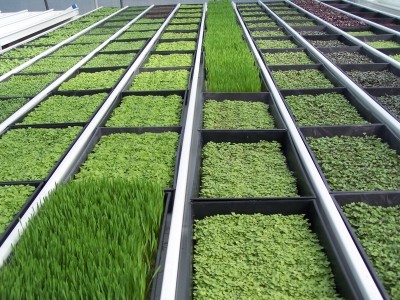 Microgreens provide a nutritional punch, with up to 40 times more vital vitamins and minerals than their mature counterparts
