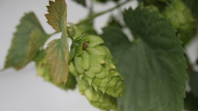 Brewing bioactives: Newly identified hop leaf polyphenols have potential to ward off dental disease