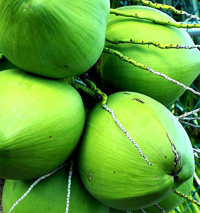 Coconut water craze more than just a fad, claims analyst