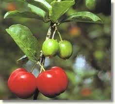Acerola: Cognis says soft health claims will do for extracts from this evergreen