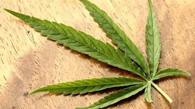 The increasing role of cannabinoids in pain relief