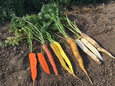 Carrots can offer different levels of sweetness & color: watch the video to learn more