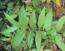 Salicia oblonga is a vine-like plant native to the Indian Subcontinent.
