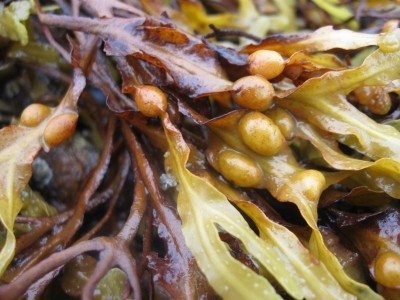 Seaweed: Mintel claims it could become the next ‘superfood’