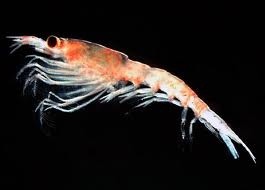 End of krill wars is good news for entire omega-3s sector, Aker VP says